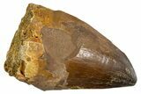 Fossil Prognathodontid Mosasaur Tooth - Morocco #345117-1